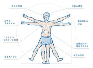 テストステロン